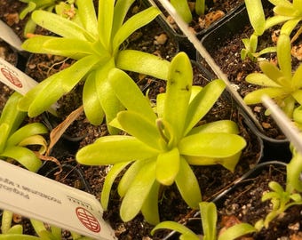Pinguicula Moctezumae x Agnata