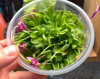 Pinguicula Estrellita - Tissue Culture Flask, Large (12 oz)