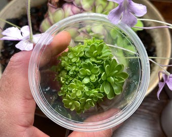Pinguicula esseriana [Agua de León] - Frasco de cultivo de tejidos, pequeño (5,5 oz)