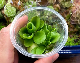 Pinguicula Gigantea - Frasco de cultivo de tejidos pequeño (5,5 oz)