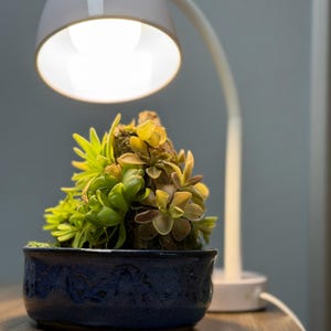 Pinguicula Rock Display Kit