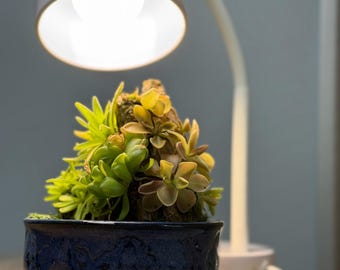 Pinguicula Rock Display Kit