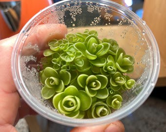 Pinguicula Yucca DO 1713 - Tissue Culture Small (5.5oz)