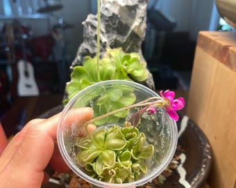 Pinguicula ehlersiae x mesophytica - Plant Tissue Culture Small (5.5 oz)