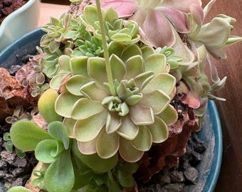 Pinguicula emarginata x jaumavensis