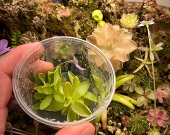 Pinguicula Pirouette - Tissue Culture,  Small (5.5oz) Flask