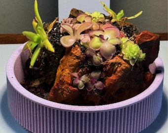 Kit de inicio para exhibición de rocas Nano Pinguicula - Selección aleatoria