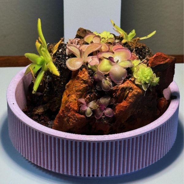 Mini Pinguicula Rock Display Starter Kit - Random Selection