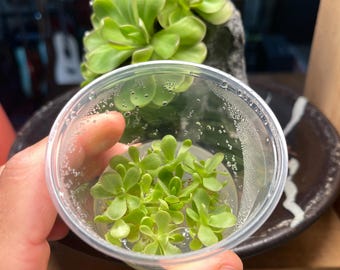 Pinguicula Leilani - Tissue Culture,  Small (5.5oz) Flask
