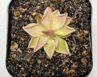 Pinguicula Estrella