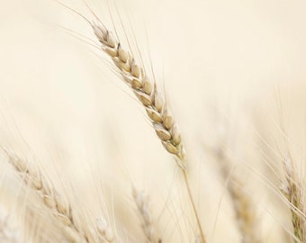 Golden Wheat - art print