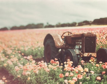 Tractor among a flower field - art print
