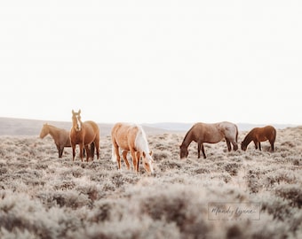 Wild Horses