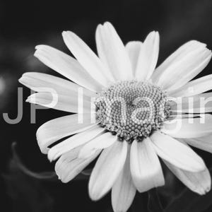 Flower Photography