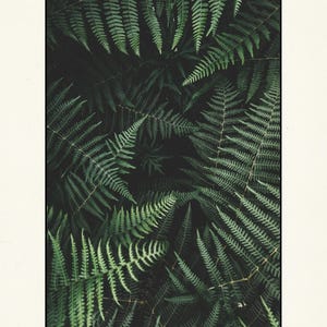 May include: A close-up image of a cluster of green ferns. The ferns are arranged in a circular pattern, with the tips of the fronds pointing towards the center of the image.