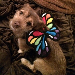 Dog Costume Wings. 3 sizes. Rainbow Butterfly. Black Base. Photo Prop.