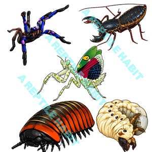 May include: A digital illustration featuring five different insects and arthropods. The image includes a tarantula, a whip scorpion, a praying mantis, a pill bug, and a grub. The text "A REPTILE HABIT" is printed diagonally across the image.