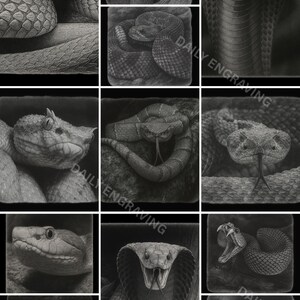 Könnte beinhalten: Eine Sammlung detaillierter Graustufen-Illustrationen verschiedener Schlangenarten. Die Bilder zeigen verschiedene Schlangenposen, darunter gerollt, angreifend und Frontansichten, mit sichtbaren Schuppen und Texturen. Der Text "DAILY ENGRAVING" ist vorhanden.