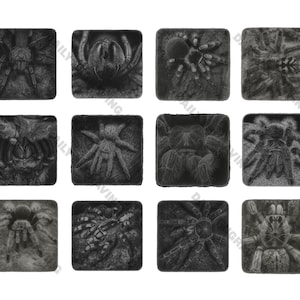 Puede incluir: Una colección de doce baldosas cuadradas, cada una con una ilustración detallada en escala de grises de una tarántula. Las imágenes muestran varias poses y perspectivas de las arañas, destacando sus cuerpos peludos y características intrincadas.