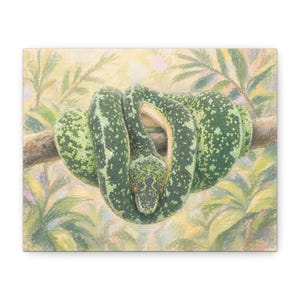 Emerald Tree Boa on Canvas Print