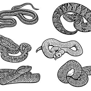 Snake SVG-bundel, 55 reptielen gesneden bestanden, boa python Viper Cornsnake Kingsnake SVG, Cricut silhouet lasergravure digitale download