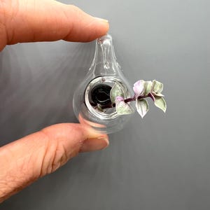 May include: A small, clear, teardrop-shaped glass vessel designed for propagation. The hollow container features a circular opening at the front, containing a small cutting of a Tradescantia plant with variegated green and light purple leaves.