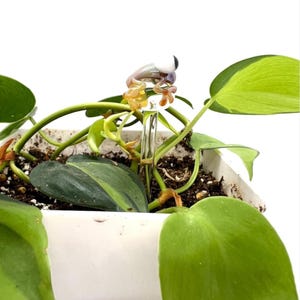 Caramel Frog Glass Plant Stake- Customizable Length- Eco Friendly- Handmade- Unique Gift Idea For Houseplant Lover, Bouquet and Garden Decor