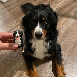 May include: A black and white Bernese Mountain Dog with brown markings is sitting on a wooden floor. A smaller, black and white dog figurine is being held in front of the dog.