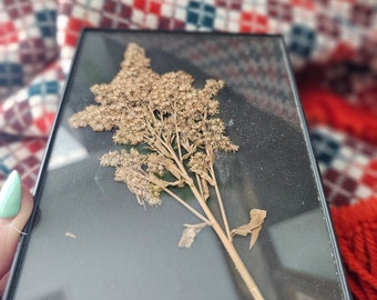 Vintage Framed dried sprig