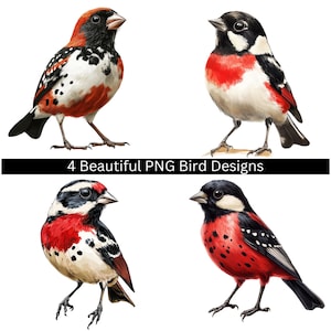 4 PNG mooie rood zwart witte vogels Clipart schattige vogels PNG digitale afdrukbare Clipart vogels aquarel clipart transparante digitale download