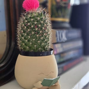 Op de afbeelding: Een kleine cactus met een felroze bloem in een beige, eivormige pot. De pot heeft een gezichtsontwerp en houdt een klein groen boek vast. De cactus staat op een witte plank, met boeken op de achtergrond.