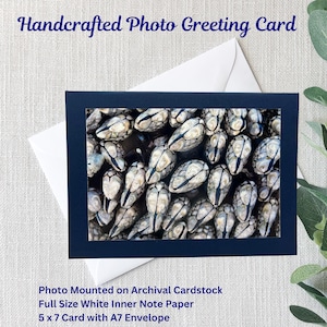 Handgemachte Natur-Foto-Grußkarte | Seepocken | Küste von Mahagoni | 13x18 Karte | 4x6 glänzend Foto | Blauer Archival Cardstock | Weißer A7 Umschlag