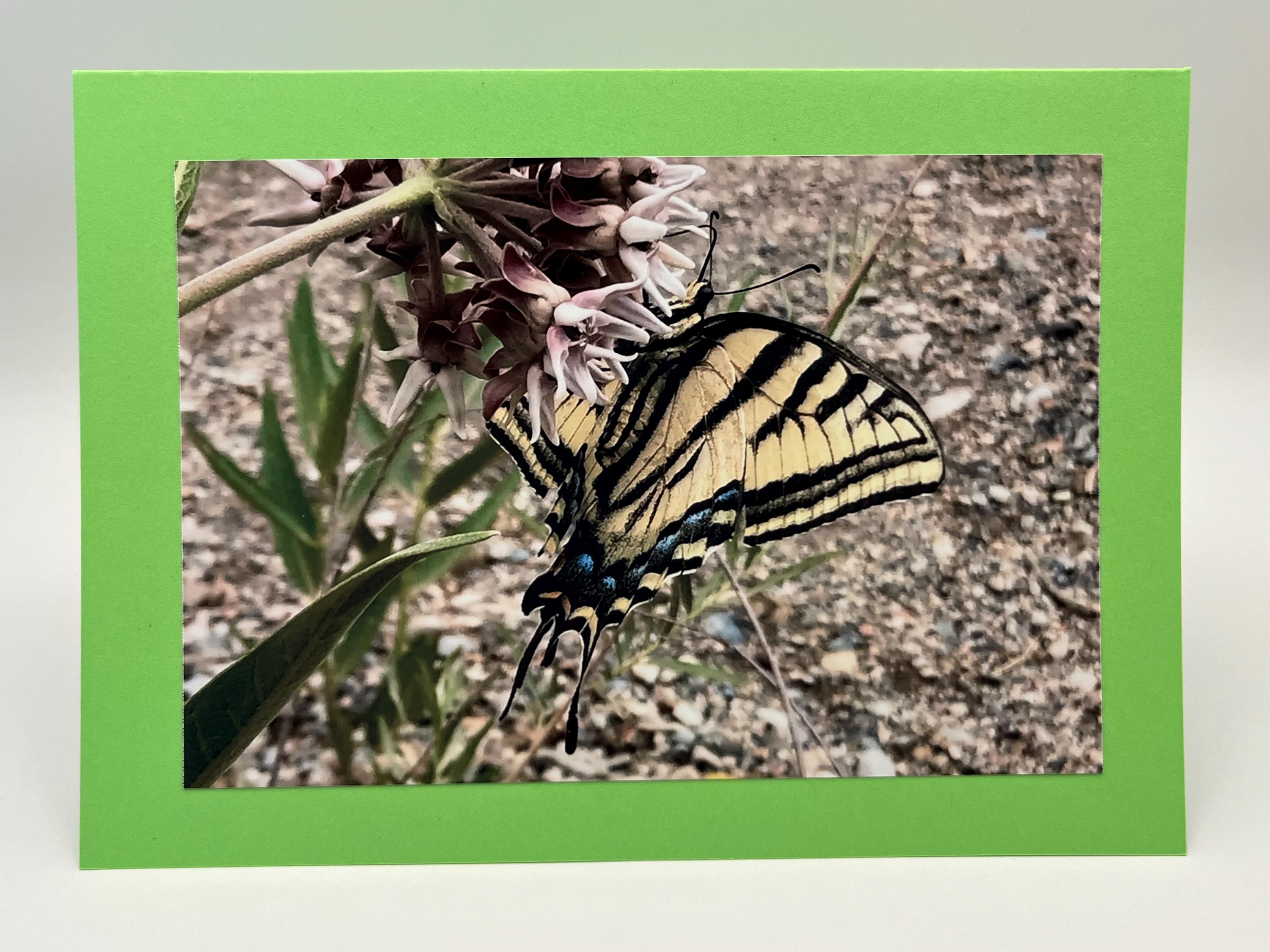 Handmade Nature Photo Greeting Card Swallowtail | Butterfly | 5x7 Card ...