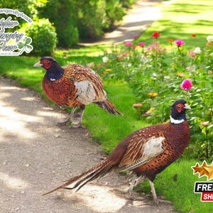 Acrylic Pheasant Garden Stakes | Rustic Outdoor Yard Decor | Wildlife Lawn Weather-Resistant Sculpture | Farmhouse Ground Plug Ornament