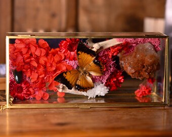 Terrarios de taxidermia en caja: polillas, escarabajos, mariposas, calaveras y huesos