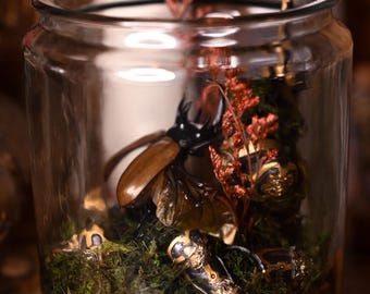 Terrarios de taxidermia en tarro: polillas, escarabajos, mariposas, calaveras y huesos