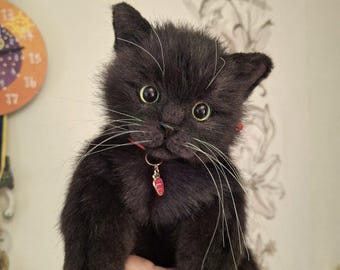 Realistic toy soft kitten black hand made
