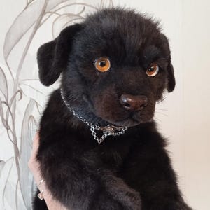 May include: A black plush puppy with amber eyes and a silver chain collar. The soft toy has a realistic appearance, with soft fur and detailed features. The puppy is held up against a floral patterned background.