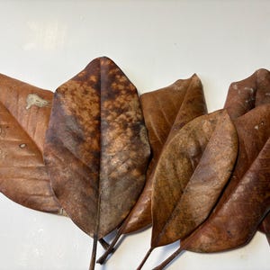 Puede incluir: Una colección de seis hojas de magnolia secas en tonos marrones, algunas hojas muestran signos de edad y decoloración.