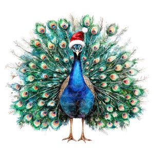10 Ilustrações Digitais de Pavão de Natal, Imagens PNG e JPG de Alta Qualidade, Clipart, Download para Impressão, Chapéu de Papai Noel Vermelho, Pássaro Elegante de Natal