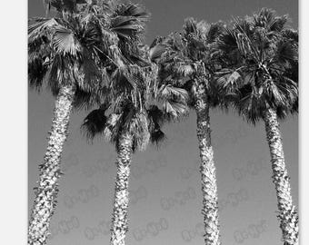 Tropische Palmen Fotografie schwarz weiß (6262BW) Poster Wand Kunst Druck Grafik Retro Home Style Room Design Ungerahmt