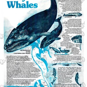 California Gray Whales Poster Print Wall Art Unframed Vintage 1970s