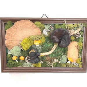 May include: A framed botanical display featuring a variety of natural elements. The arrangement includes preserved moss, mushrooms, and a large, fan-shaped piece of wood. The color palette is dominated by greens, browns, and yellows.