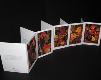 Hojas Series (Autumn Leaves) - Greeting Card 5-pack