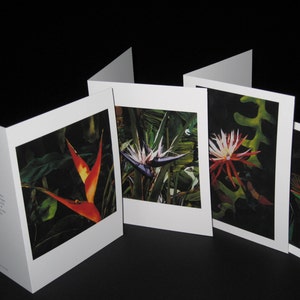Tropical Flora Series (4-pack): Colorful Greeting Cards of Vibrant “Bird of Paradise” Flowers derived from Original Watercolor Artwork