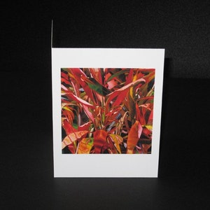 Lengua de Dragon Greeting Card image 1