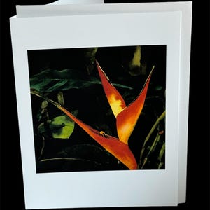 Arabesque (une seule carte de voeux) : jet d'encre jet d'encre de haute qualité d'une représentation à l'aquarelle d'un gracieux oiseau de paradis, imprimée sur du papier d'archives