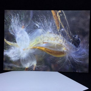 Cumpleaños: Fotografía presentada de manera única de una vaina de algodoncillo que “explota” en una nube sedosa (tarjeta de felicitación de archivo de alta calidad)