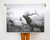 Elk Herd - 36x48 Plotter Poster