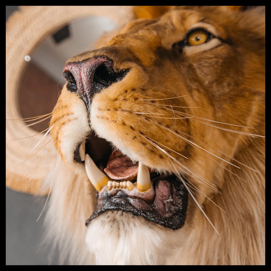Replica Taxidermy Lion Head Shoulder Wall Mount Reproduction